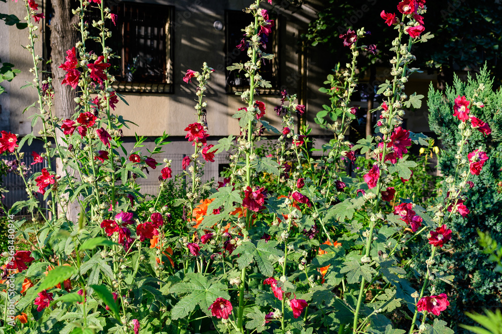Many vivid red flowers of Althaea officinalis plant, commonly known as marsh-mallow in a British cottage style garden in a sunny summer day, beautiful outdoor floral background.