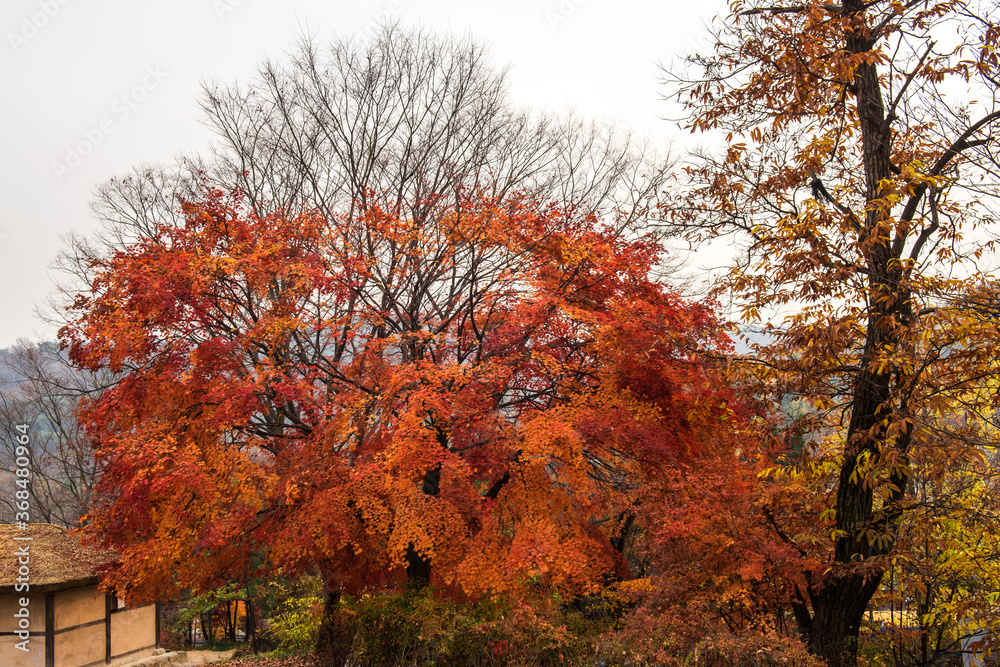 Majestic colorful tree,red and orange autumn leaves.