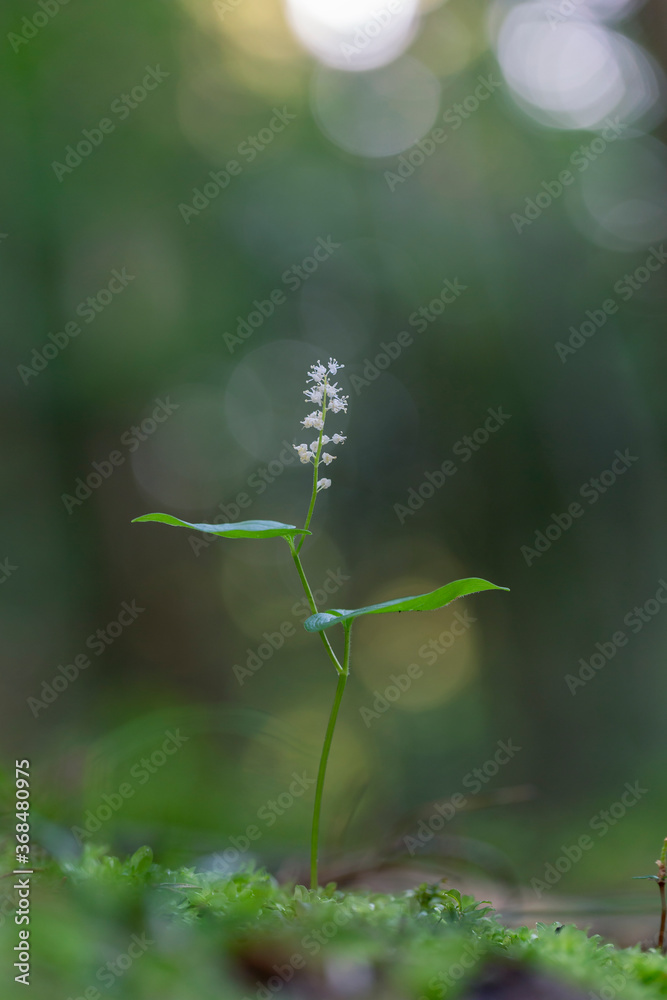 Maianthemum bifolium (false lily of the valley or May lily) is a common rhizomatous flowering plant of the family Asparagaceae Maianthemum bifolium (false lily of the valley or May lily) is a common rhizomatous flowering plant of the family Asparagaceae