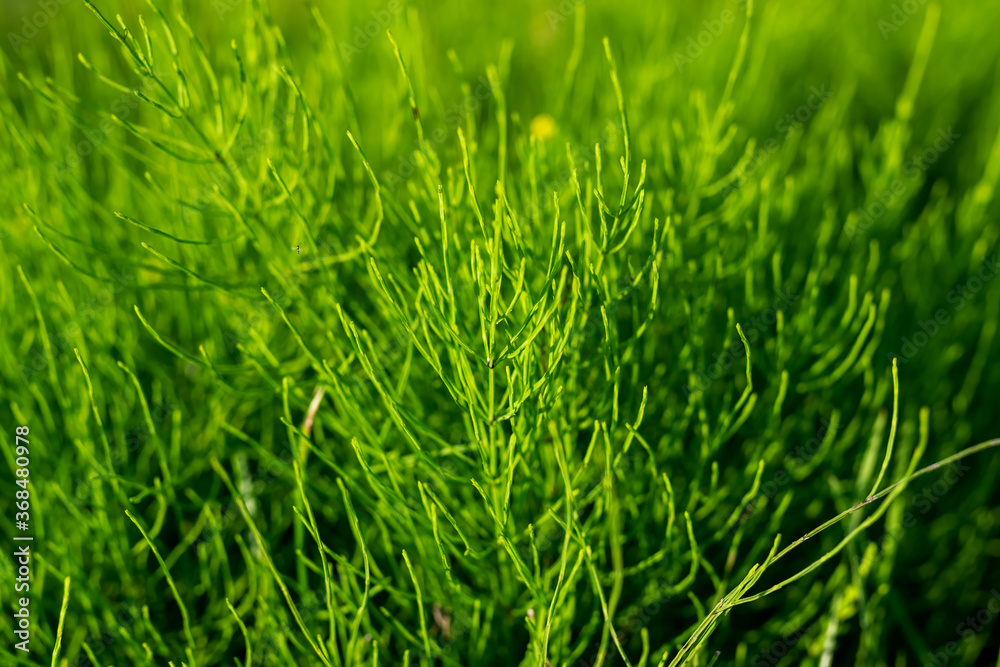 Fototapeta premium Green grass in bright colors, background texture.