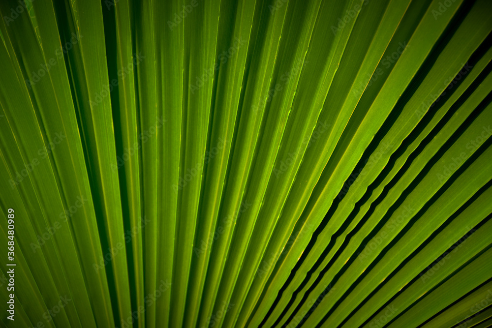 Tropical palm tree leaves background
