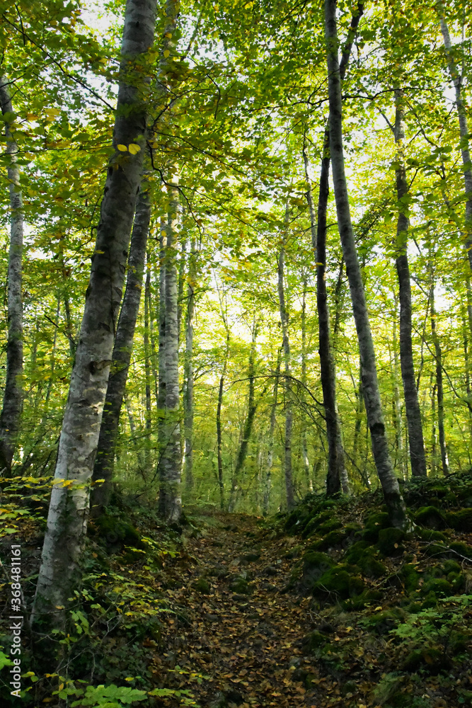 Fototapeta premium Magical Beech forest in 