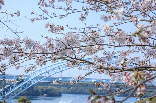 Cherry blossom season on spring at Saikaibashi Park in Saikai, Nagasaki prefecture, JAPAN photo