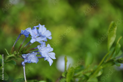 Foto plumbago auriculata sur fond d'écran flou