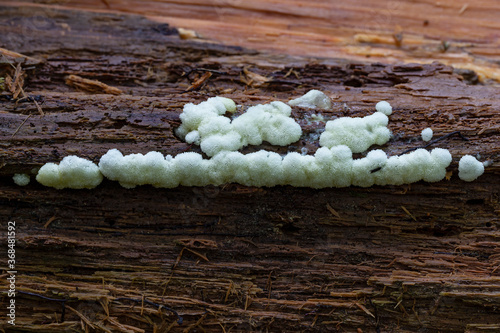 Ceratiomyxa fruticulosa var. porioides, white coral slime mold photo