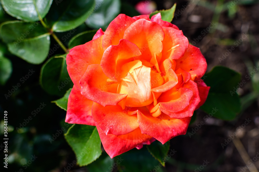 Close up of one delicate vivid red rose in full bloom and green leaves in a garden in a sunny summer day, beautiful outdoor floral background photographed with soft focus. Close up of one delicate vivid red rose in full bloom and green leaves in a garden in a sunny summer day, beautiful outdoor floral background photographed with soft focus.