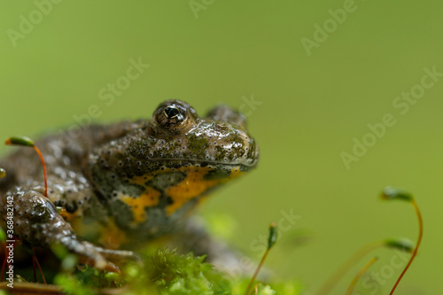 The yellow-bellied toad (Bombina variegata) belongs to the order Anura, the archaeobatrachial family Bombinatoridae. The yellow-bellied toad (Bombina variegata) on the green moss.