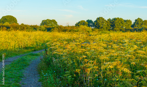 Colorful wild flowers in a bright field at sunrise in an early summer morning under a blue sky, Almere, Flevoland, The Netherlands, July 31, 2020