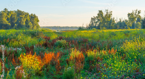 The edge of a lake with reed and colorful wild flowers at sunrise in an early summer morning under a blue sky  Almere  Flevoland  The Netherlands  July 31  2020