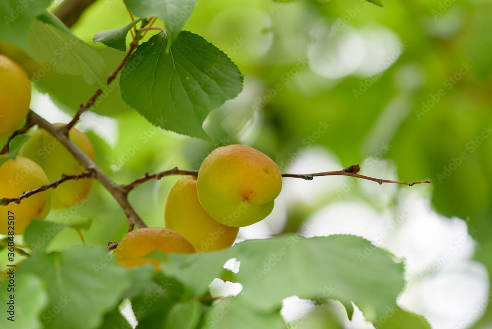 Beginning ripe apricot fruits, Armenian plum, on the branch Beginning ripe apricot fruits, Armenian plum, on the branch