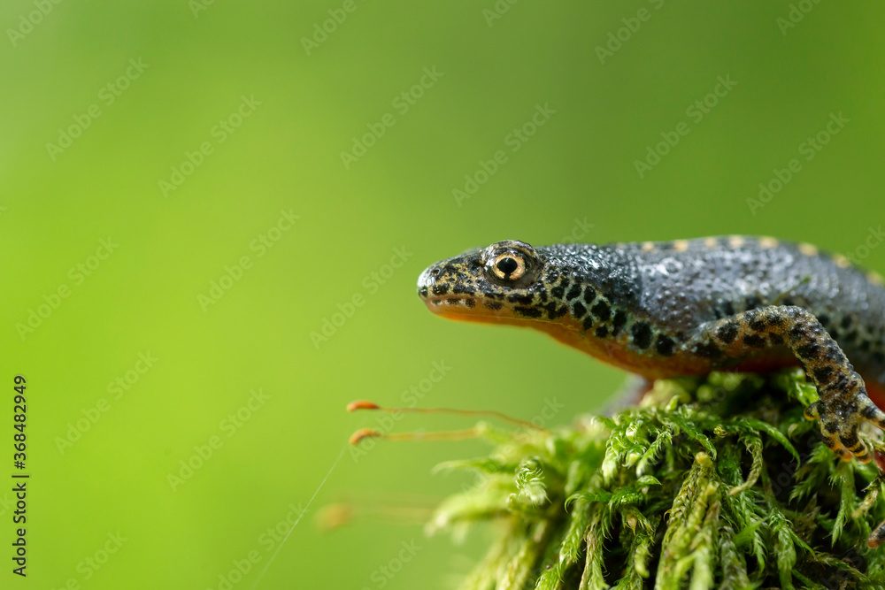 Obraz premium The alpine newt (Ichthyosaura alpestris) is a species of newt native to continental Europe. Closeup photo of mature male European alpine newt Ichthyosaura alpestris (Amphibia; Urodela; Salamandridae)