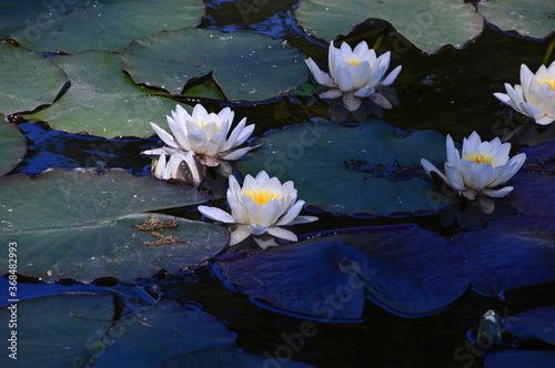 Seerose im Park W  rlitz  Sachsen - Anhalt