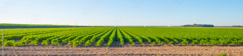 Vegetables in an agricultural field in the countryside under a blue cloudy sky in sunlight in summer, Almere, Flevoland, The Netherlands, July 31, 2020
