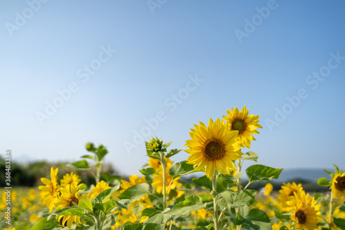 Colorful sunflower facing the sun with a blue sky background. Yellow sun flower booming in summer in the garden