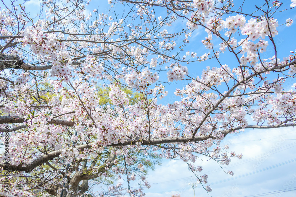 Cherry blossom season on spring at Omura Park in Omura, Nagasaki, Japan Cherry blossom season on spring at Omura Park in Omura, Nagasaki, Japan