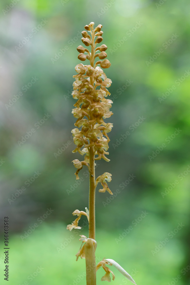 Neottia nidus-avis, the bird's-nest orchid, is a non-photosynthetic orchid, native to Europe. Wild orchids (Neottia nidus-avis).