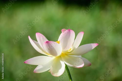 Delicate vivid pink and white water lily flowers  Nymphaeaceae  in full bloom and green leaves on a water surface in a summer garden  beautiful outdoor floral background photographed with soft focus.
