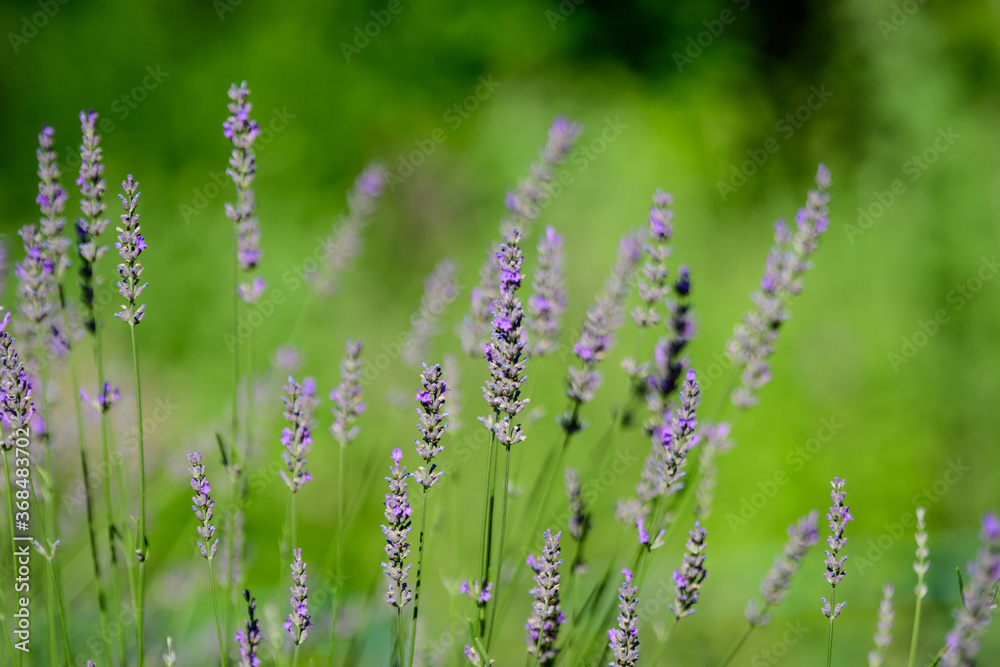 Many small blue lavender flowers in a sunny summer day in Scotland, United Kingdom, with selective focus, beautiful outdoor floral background.