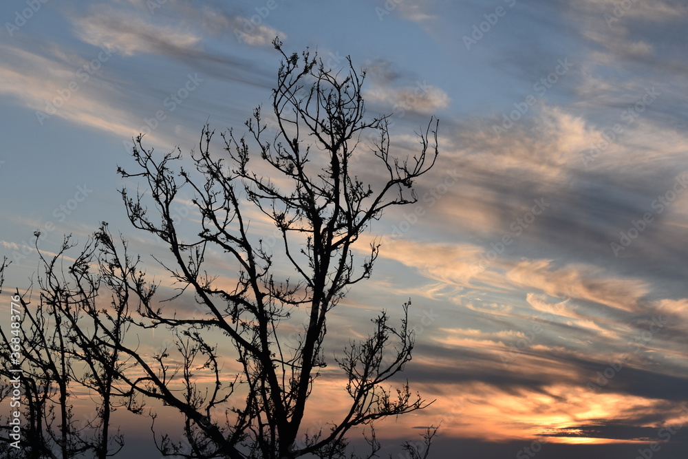 Obraz premium beautiful tree and cloudy background