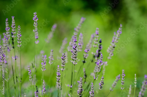 Many small blue lavender flowers in a sunny summer day in Scotland  United Kingdom  with selective focus  beautiful outdoor floral background.
