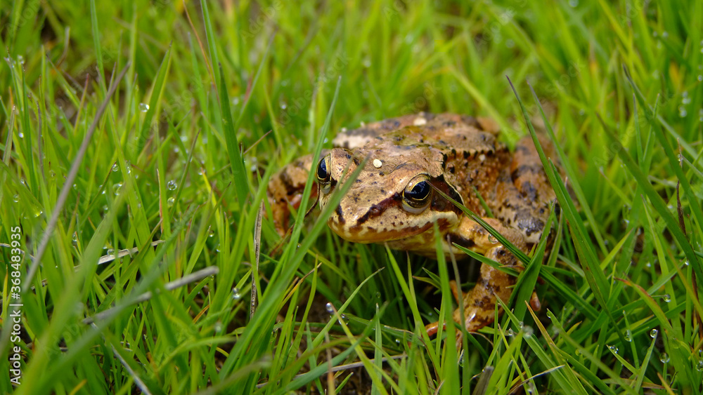 Brown frog jumping in a luxuriant wet grass. Brown frog jumping in a luxuriant wet grass.