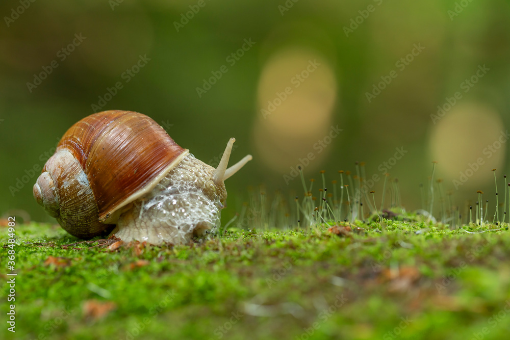 Big snail in shell crawling on road, summer day. Helix pomatia, common names the Roman snail, Burgundy snail, edible snail or escargot, is a species in the family Helicidae. Big snail in shell crawling on road, summer day. Helix pomatia, common names the Roman snail, Burgundy snail, edible snail or escargot, is a species in the family Helicidae.