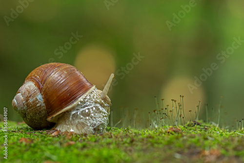 Big snail in shell crawling on road, summer day. Helix pomatia, common names the Roman snail, Burgundy snail, edible snail or escargot, is a species in the family Helicidae.