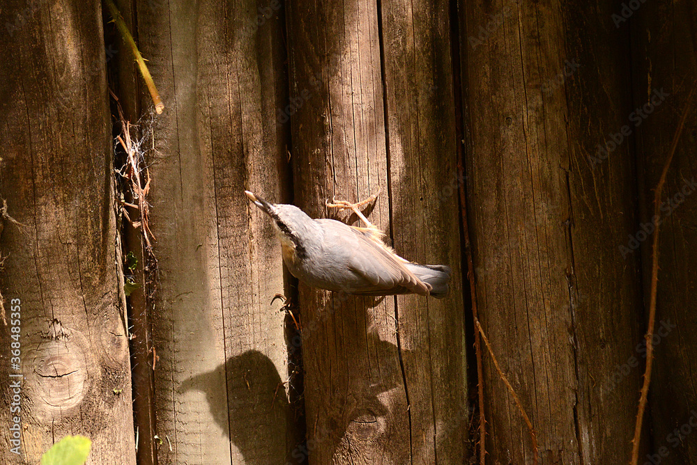 Obraz premium Sperber am Futterplatz