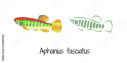 Two vector images of aquariua fish Aphanius fasciatus