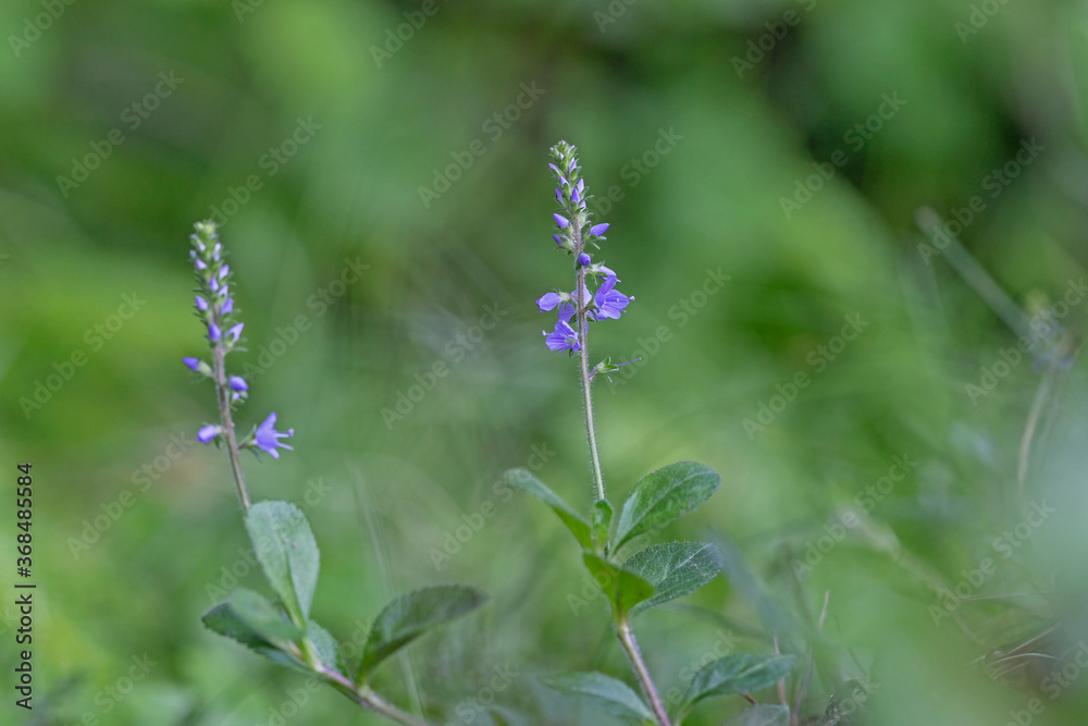 Blue flower Veronica officinalis is a perennial medicinal plant of the