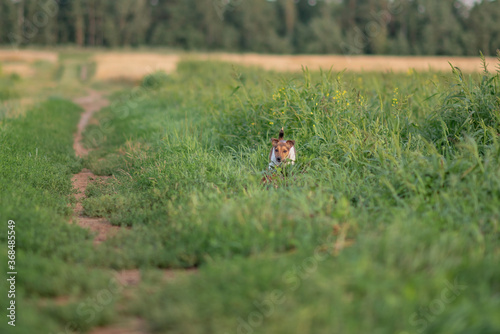Jack Russell Terrier runs in the grass across the field. © shymar27