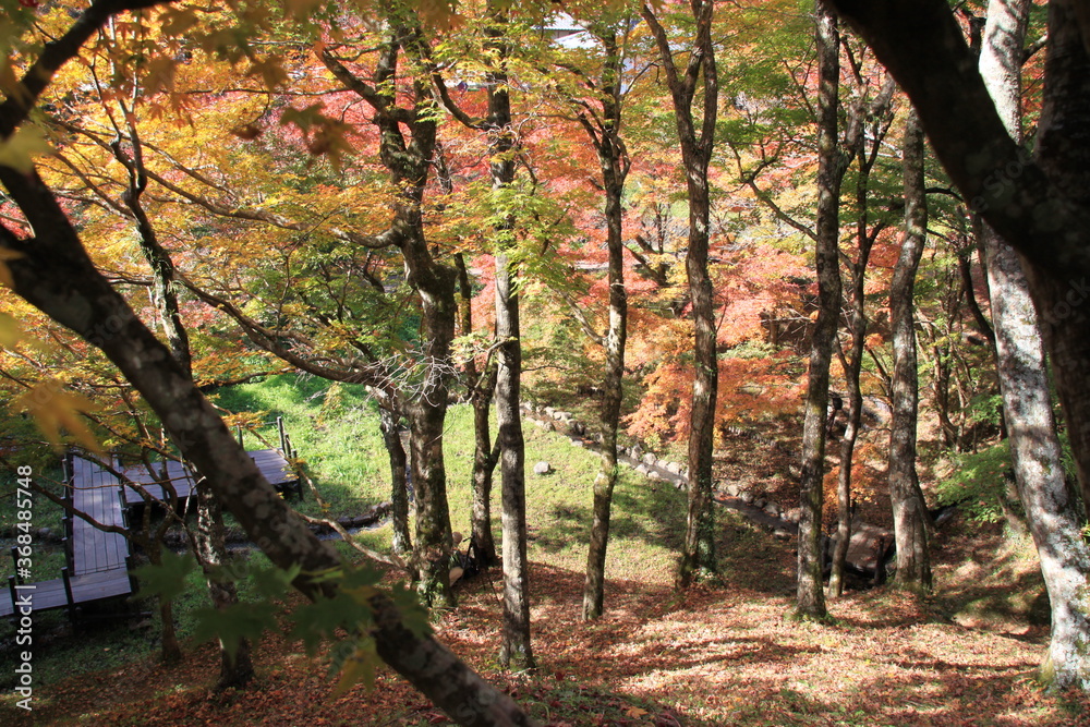 Fototapeta premium 秋 紅葉 もみじ 庭園 葉 かえで 庭