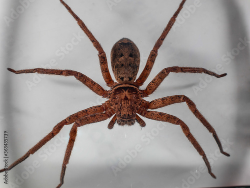Macro photography of a large Huntsman Spider caught in my sons bedroom on the wall in Sydney Australia