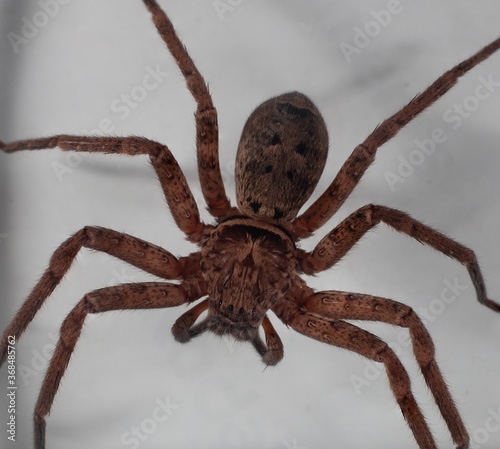 Macro photography of a large Huntsman Spider caught in my sons bedroom on the wall in Sydney Australia