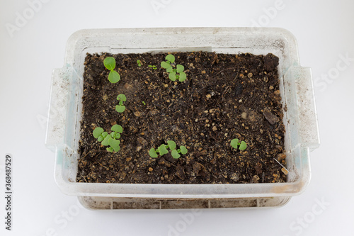 Basil seedlings sprout in a plastic box wrapped with old weathered thread. Small basil cotyledons in germination period. Isolated on white background. Front View.