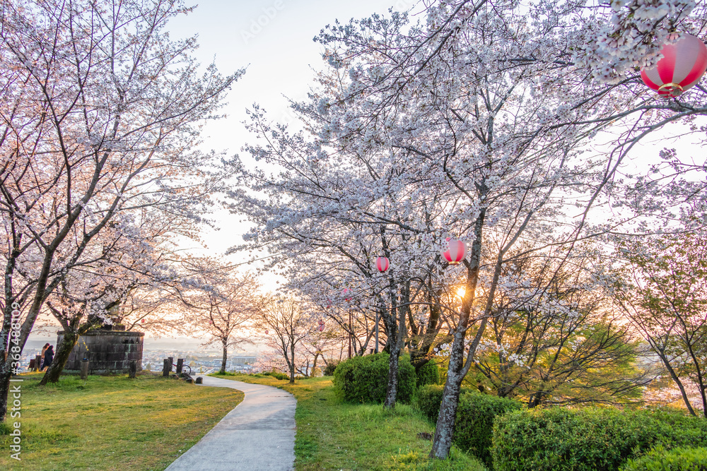 Cherry blossom season night view on spring at Kikuchi Park, Kikuchi, Kumamoto, Japan