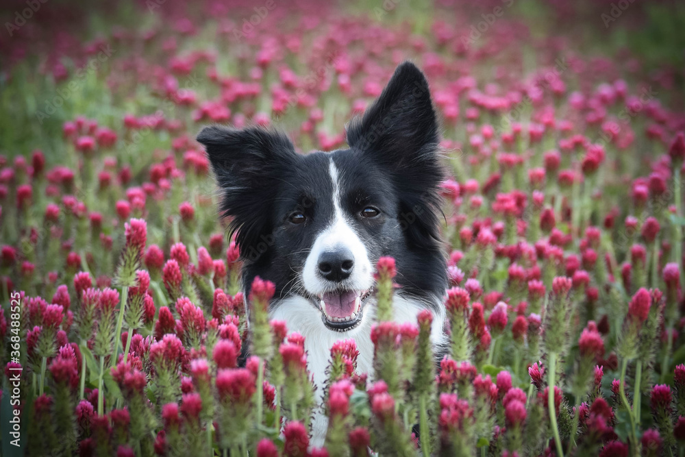 Adult border collie is in crimson clover. He has so funny face.