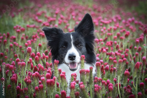 Adult border collie is in crimson clover. He has so funny face.