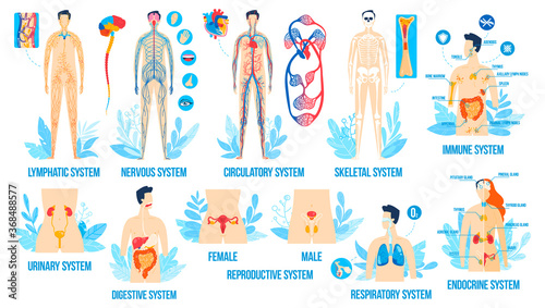 Human body anatomy, organ systems vector illustration set. Cartoon flat anatomical infographic college poster with internal respiratory, male female reproductive, lymphatic nervous endocrine system