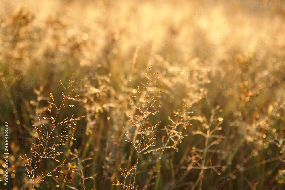 A meadow-grass (bluegrass) in dew lit up by the warm morning light. Autumn background - golden grass in the field, selective focus, blurred background, space for text