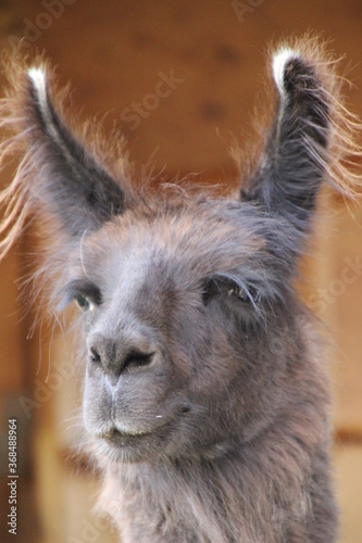 close up of a llama © Lisa