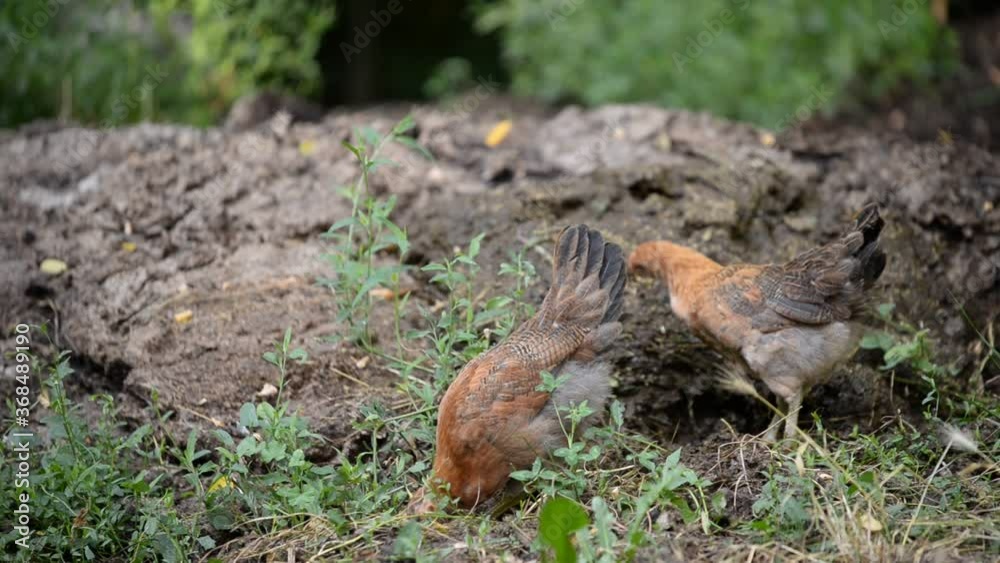 chickens and hens through the natural farm. poultry feeding on the grass chickens and hens through the natural farm. poultry feeding on the grass