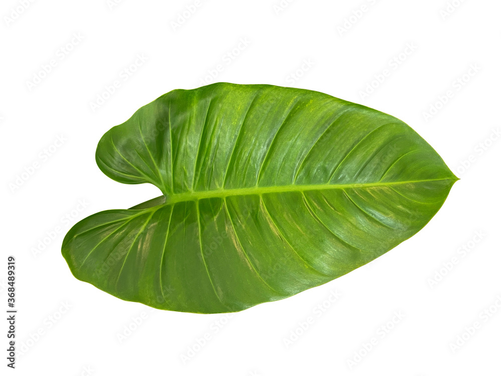 Ornamental leaves Natural tropical plants, isolated on a white background clipping path Ornamental leaves Natural tropical plants, isolated on a white background clipping path