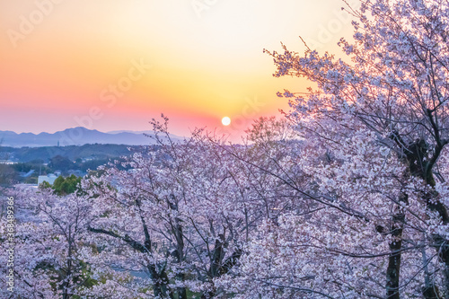 Cherry blossom season night view on spring at Kikuchi Park, Kikuchi, Kumamoto, Japan