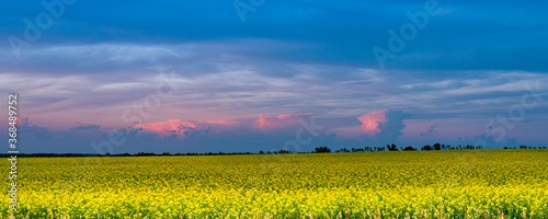 Canola field at dawn with vivid colored blues, pinks, yellows, and orange skies.