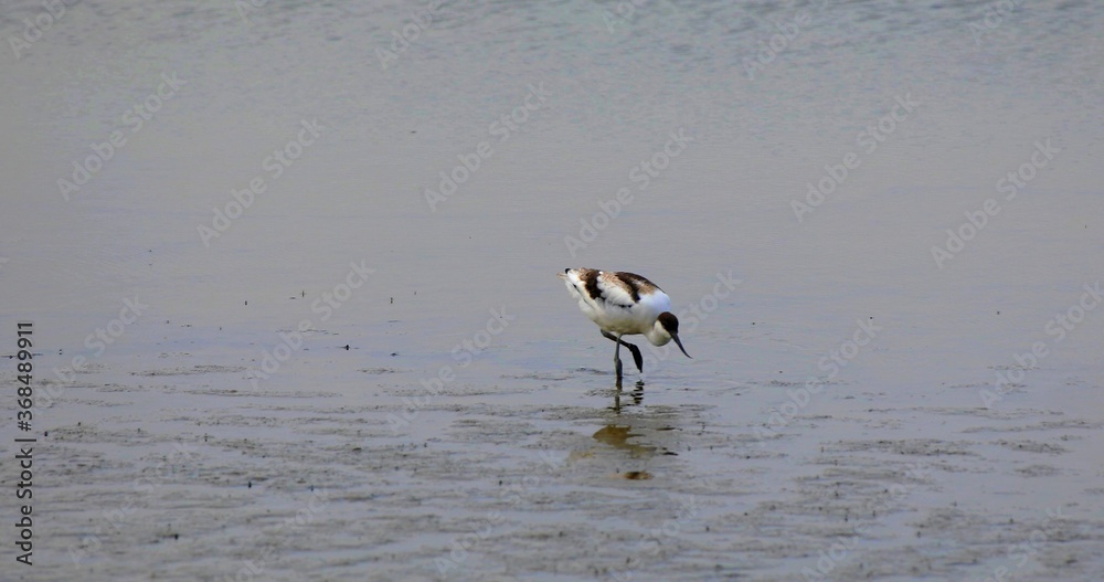 Photo of a black and white Herons which are fishing Photo of a black and white Herons which are fishing