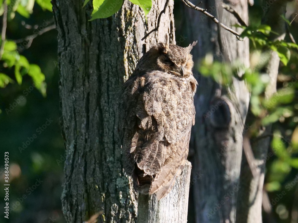 Obraz premium Great Horned Owl