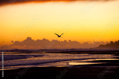 Seagull flying on the beach after an storm
