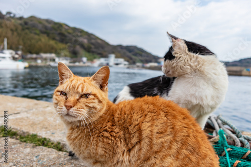 Canvas Print Many cute cats on the famous cat island Ainoshima in Fukuoka, Japan
