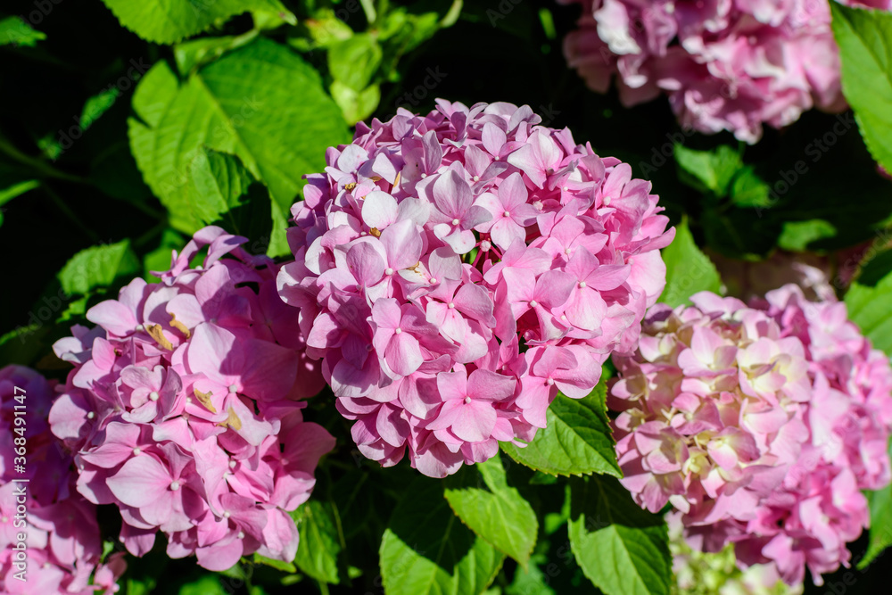 Magenta pink hydrangea macrophylla or hortensia shrub in full bloom in a flower pot, with fresh green leaves in the background, in a garden in a sunny summer day. Magenta pink hydrangea macrophylla or hortensia shrub in full bloom in a flower pot, with fresh green leaves in the background, in a garden in a sunny summer day.